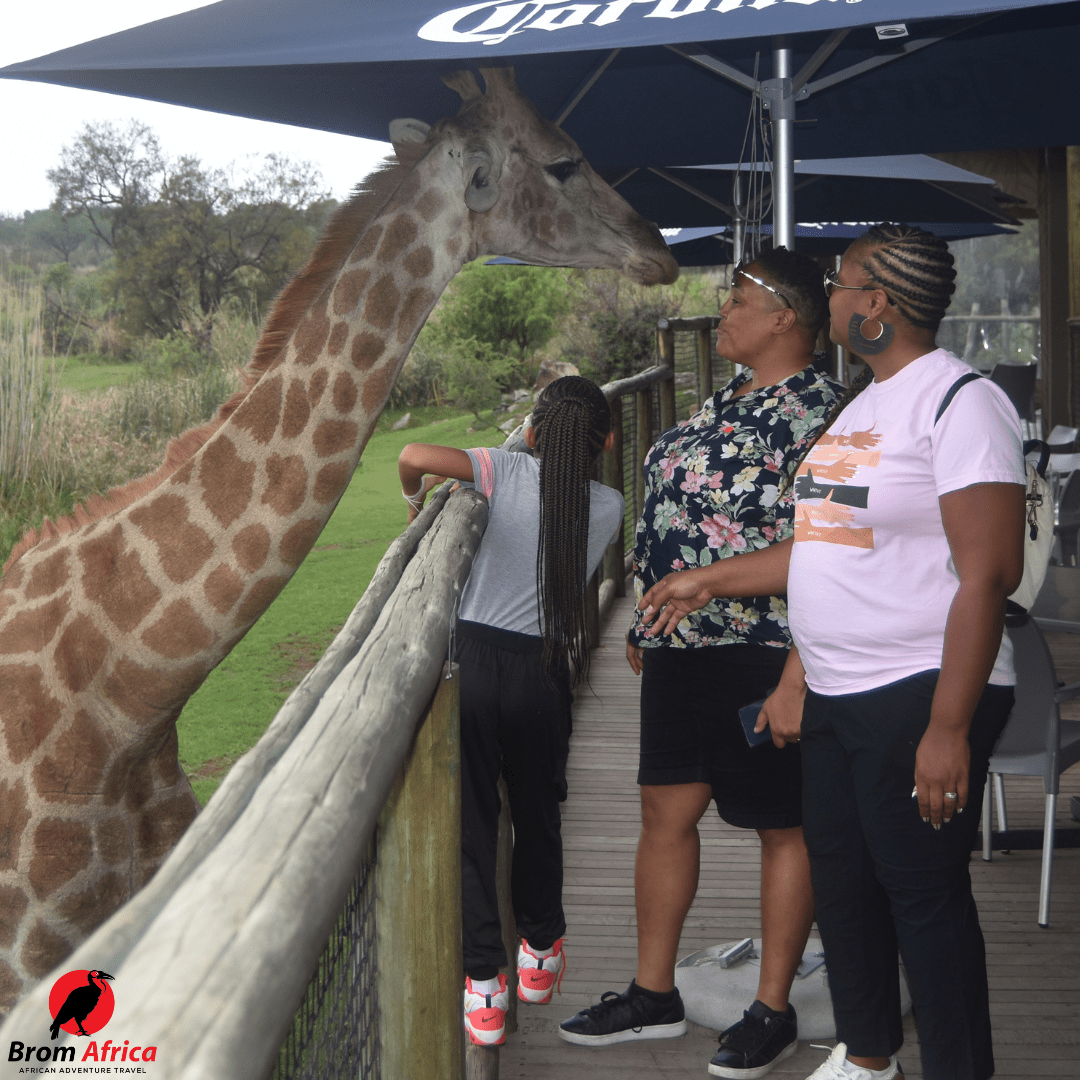 girafe feeding